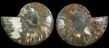 Beautiful, Cut & Polished Ammonite Fossil - Agatized #69032-1